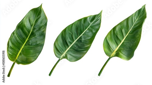 Three green tropical leaves isolated on white background.