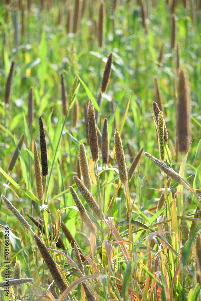 Beautiful closeup pearl millet crop field in rural area. Ripping millet crop field, Bajra crop field, Closeup view of Pearl millet plant. cultivation pearls millet fields for birds seed, Pakistan Beautiful closeup pearl millet crop field in rural area. Ripping millet crop field, Bajra crop field, Closeup view of Pearl millet plant. cultivation pearls millet fields for birds seed, Pakistan