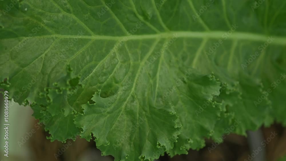 kale plant kale plant