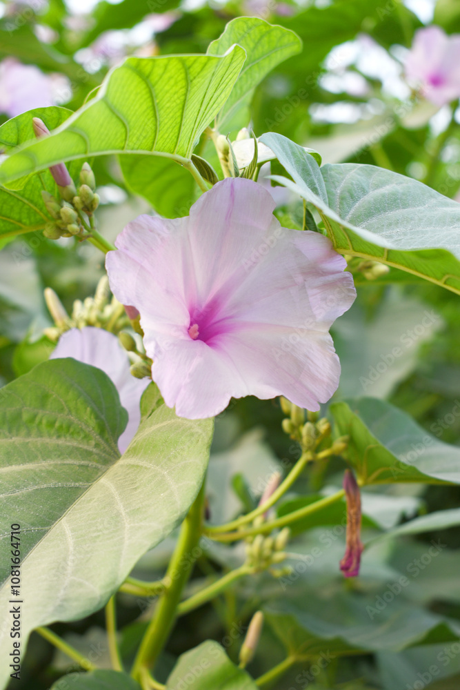 Obraz premium Ipomoea carnea, Ipomoea carnea, the pink morning glory is a species of morning glory that grows as a bush, A close view of Ipomoea carnea flower in nature, Chakwal, Punjab, Pakistan