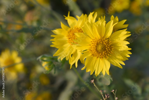 Golden Crownbeard (Also called Golden Crownbeard, Copen Daisy, golden crown beard) in the nature, Golden Crownbeard Flower closeup,Beautiful yellow flower closseup in nature Chakwal, Punjab, Pakistan photo