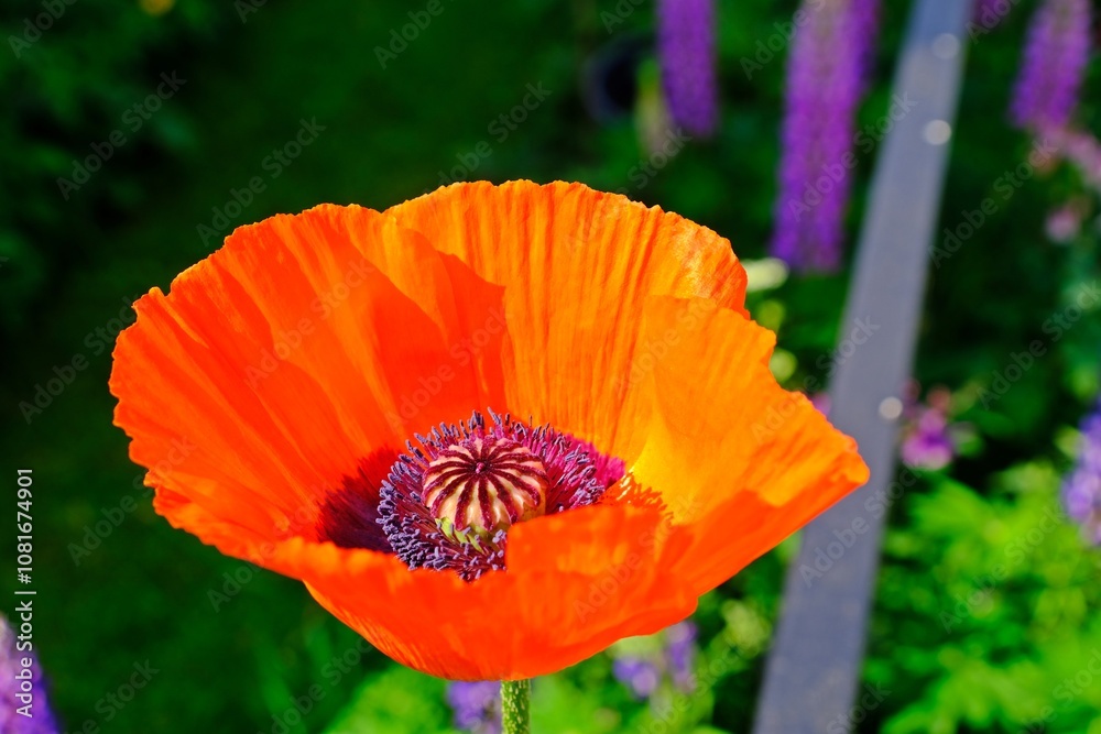 Beautiful orange Poppy flower in the garden.
