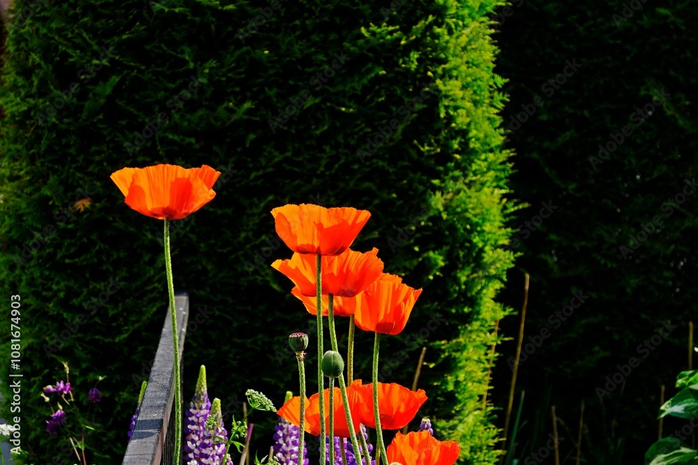Beautiful orange Poppy flowers in the garden.