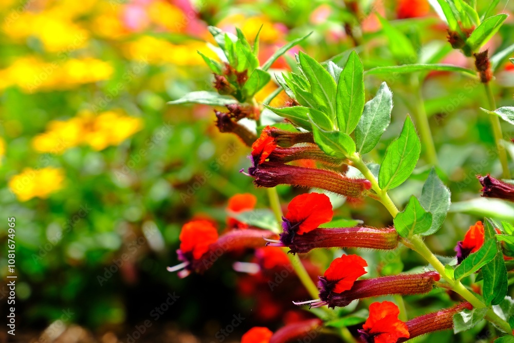 Beautiful Bat-faced or Red Cuphea (Cuphea llavea) with dark purple faces and red ears flowers in the garden.