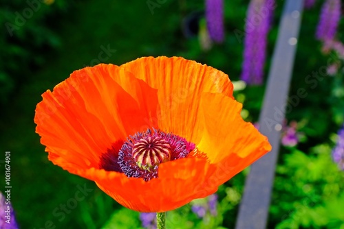 Obraz na płótnie Beautiful orange Poppy flower in the garden. w salonie