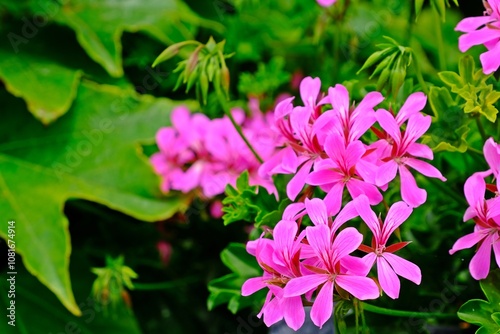 Obraz na płótnie Beautiful blooming pink Geranium Ivy pelargonium peltatum Cascade in the garden. w salonie