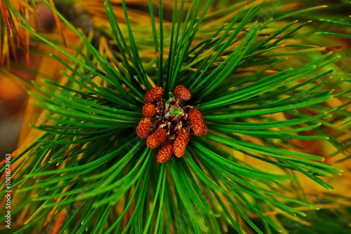 Close-up of a green pine branch with young brown cones. The macro shot highlights needle textures against a warm, blurred background, symbolizing nature, growth, and renewal.