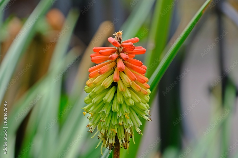 Beautiful Kniphofia uvaria, also known as tritomea, torch lily or red hot poker flower in the garden.