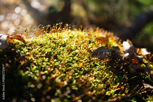 Close-Up of Sunlit Moss with Dew and Autumn Leaves on the Forest Floor, Capturing Natural Texture and Soft Bokeh photo