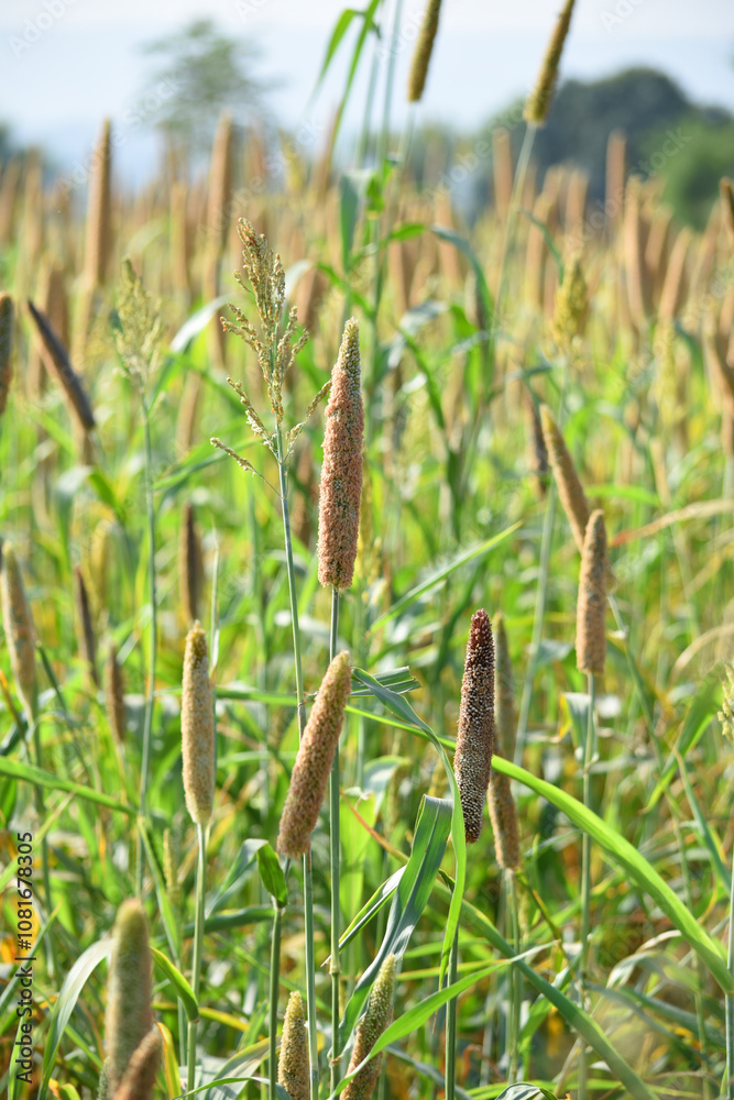 Beautiful closeup pearl millet crop field in rural area. Ripping millet crop field, Bajra crop field, Closeup view of Pearl millet plant. cultivation pearls millet fields for birds seed, Pakistan Beautiful closeup pearl millet crop field in rural area. Ripping millet crop field, Bajra crop field, Closeup view of Pearl millet plant. cultivation pearls millet fields for birds seed, Pakistan
