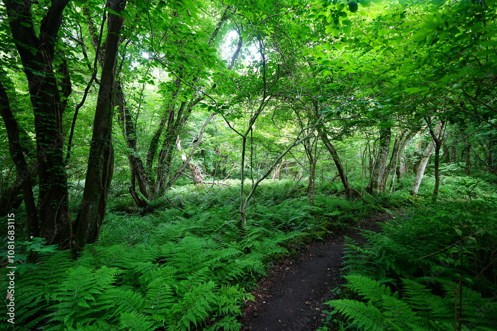 Obraz premium fine spring path through dense ferns