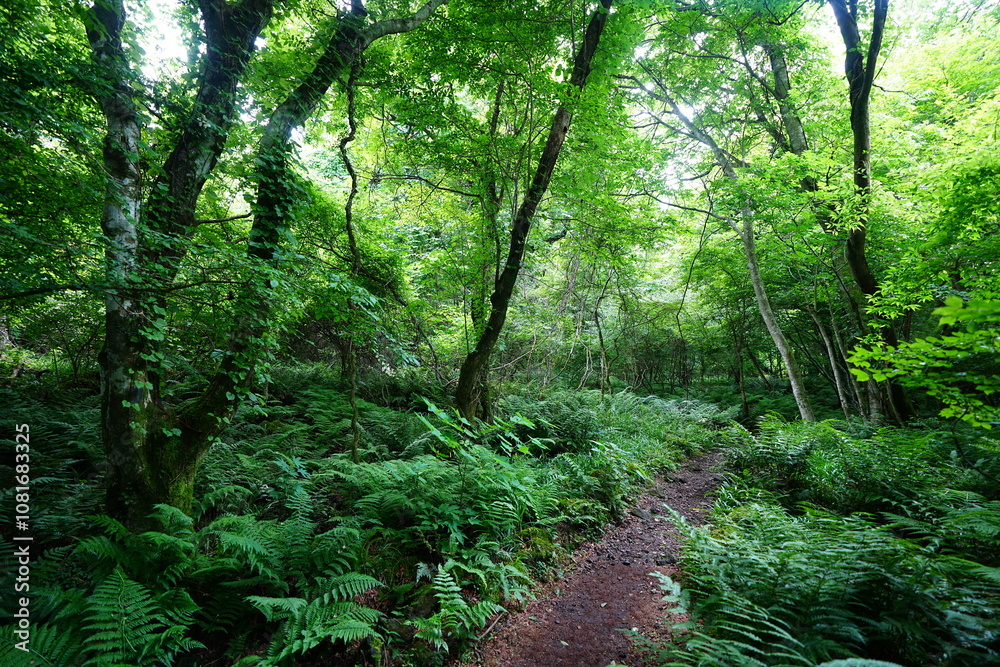 Obraz premium old trees in spring forest