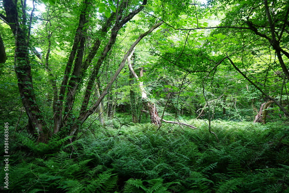 fine spring path through dense ferns