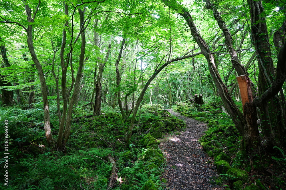 mossy rocks and old trees in spring forest mossy rocks and old trees in spring forest