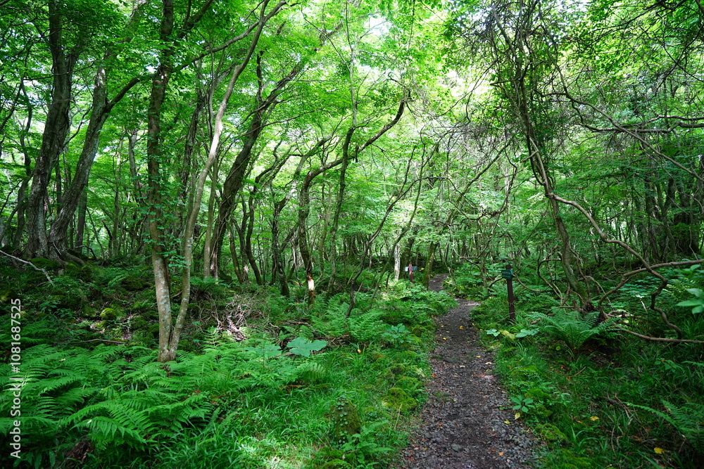 fine spring path through old trees and vines fine spring path through old trees and vines