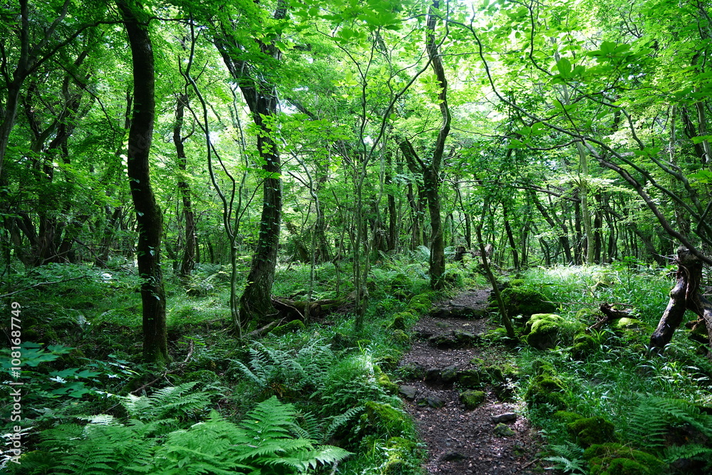 refreshing spring forest and fine pathway refreshing spring forest and fine pathway