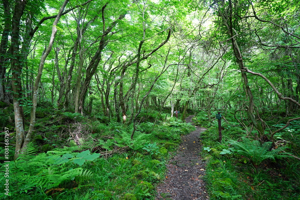 fine spring path through old trees and vines fine spring path through old trees and vines