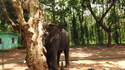 A huge tusker hiding behind the tree trunk in elephant training camp photo