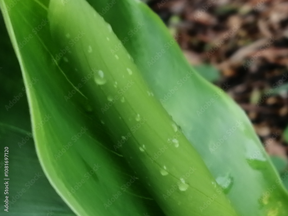 水玉 水玉