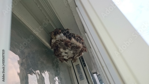 213)Paper wasp nest on the ceiling of the hut(Photo taken at 14:58 on august 7, 2015) Polistes jokahamae photo