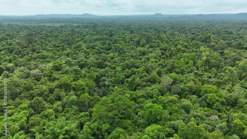 Drone flying over lush green trees in vast tropical rainforest in Vietnam Drone flying over lush green trees in vast tropical rainforest in Vietnam