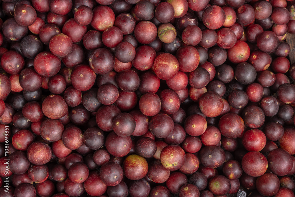 CAMU CAMU, AMAZONIAN FRUIT THAT GROWS ON THE BANKS OF RIVERS, DELICIOUS RED FRUIT KNOWN AS CAMU CAMU, DELICIOUS IN ICE CREAMS AND DESSERTS CAMU CAMU, AMAZONIAN FRUIT THAT GROWS ON THE BANKS OF RIVERS, DELICIOUS RED FRUIT KNOWN AS CAMU CAMU, DELICIOUS IN ICE CREAMS AND DESSERTS