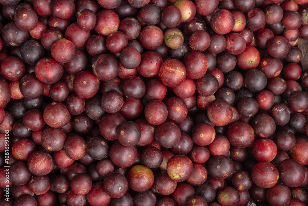 CAMU CAMU, AMAZONIAN FRUIT THAT GROWS ON THE BANKS OF RIVERS, DELICIOUS RED FRUIT KNOWN AS CAMU CAMU, DELICIOUS IN ICE CREAMS AND DESSERTS CAMU CAMU, AMAZONIAN FRUIT THAT GROWS ON THE BANKS OF RIVERS, DELICIOUS RED FRUIT KNOWN AS CAMU CAMU, DELICIOUS IN ICE CREAMS AND DESSERTS