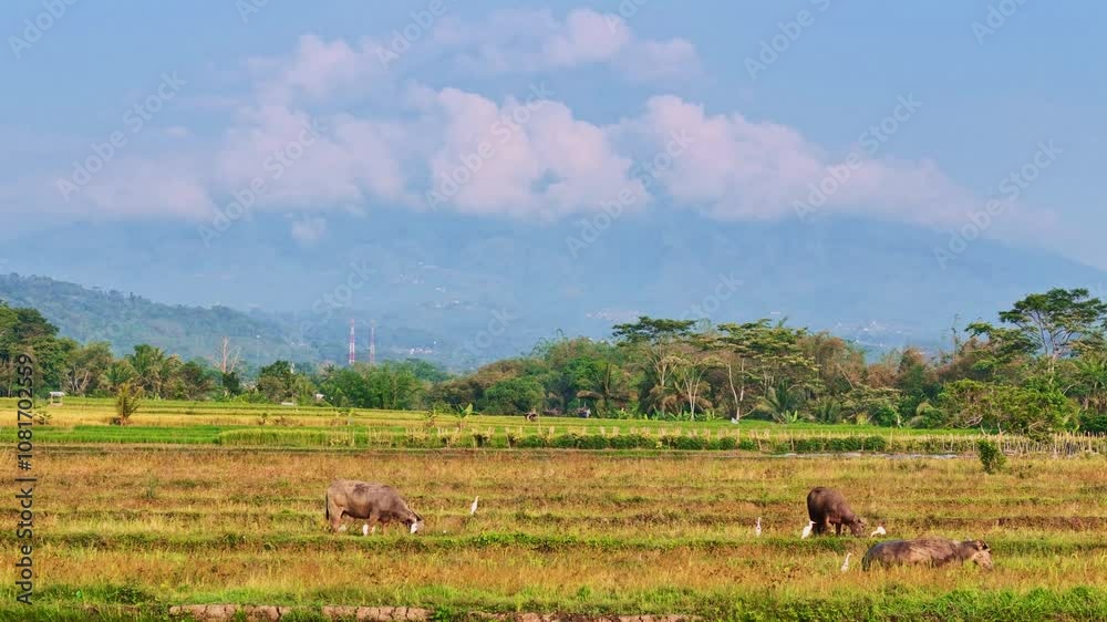 Aerial view of buffalo being herded in the grassland with a view of cloudy mountains. Indonesia. Aerial view of buffalo being herded in the grassland with a view of cloudy mountains. Indonesia.