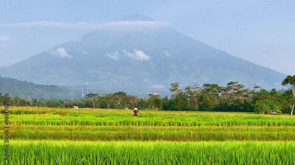 Aerial view beautiful view of green rice fields and mountains on the horizon with farmers working in the middle of the rice fields. Indonesia rural landscape. Agriculture video. 4K drone footage. Aerial view beautiful view of green rice fields and mountains on the horizon with farmers working in the middle of the rice fields. Indonesia rural landscape. Agriculture video. 4K drone footage.