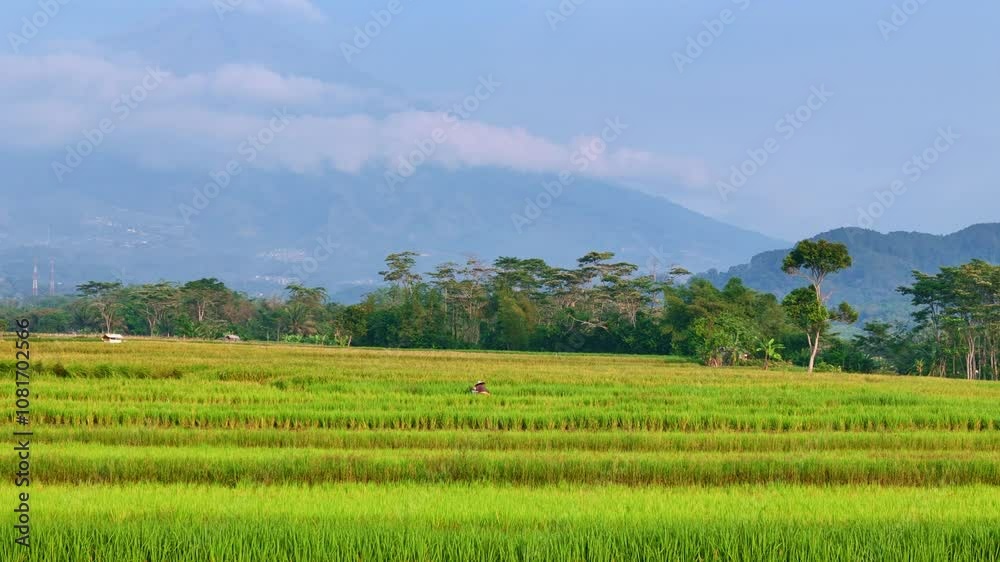 Drone low angle view of a farmer working on the green rice field with cloudy mountain background. Beautiful tropical rural landscape of Indonesia. 4K drone footage. Drone low angle view of a farmer working on the green rice field with cloudy mountain background. Beautiful tropical rural landscape of Indonesia. 4K drone footage.