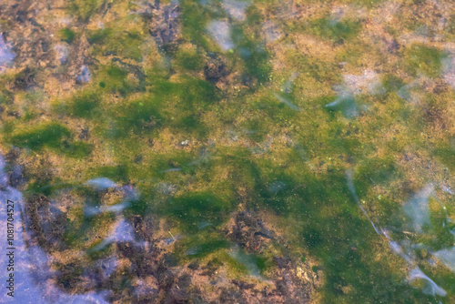 Moss is single-celled algae that clings to areas with flowing water