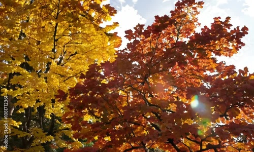 A colorful autumn forest with golden and red leaves in sunlight