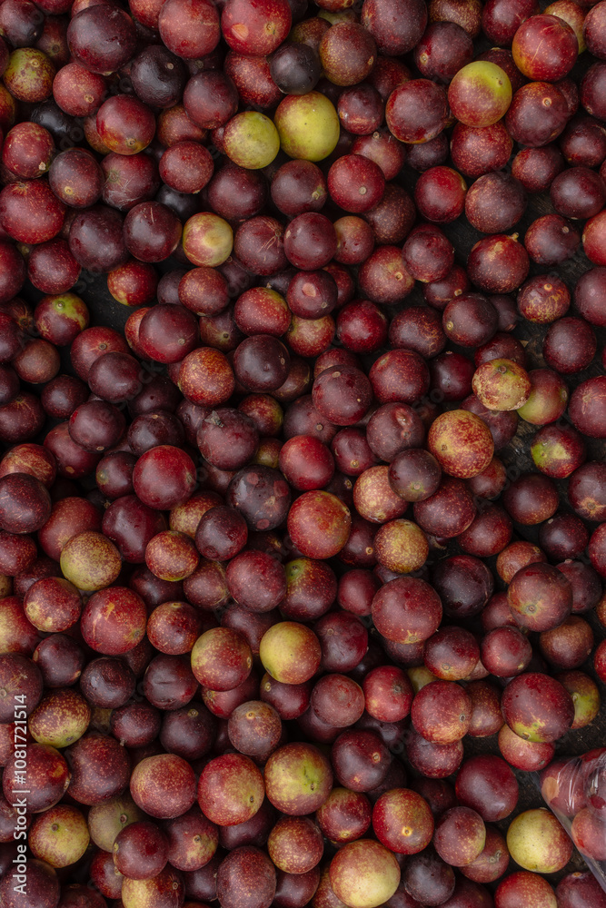 CAMU CAMU, AMAZONIAN FRUIT THAT GROWS ON THE BANKS OF RIVERS, DELICIOUS RED FRUIT KNOWN AS CAMU CAMU, DELICIOUS IN ICE CREAMS AND DESSERTS CAMU CAMU, AMAZONIAN FRUIT THAT GROWS ON THE BANKS OF RIVERS, DELICIOUS RED FRUIT KNOWN AS CAMU CAMU, DELICIOUS IN ICE CREAMS AND DESSERTS