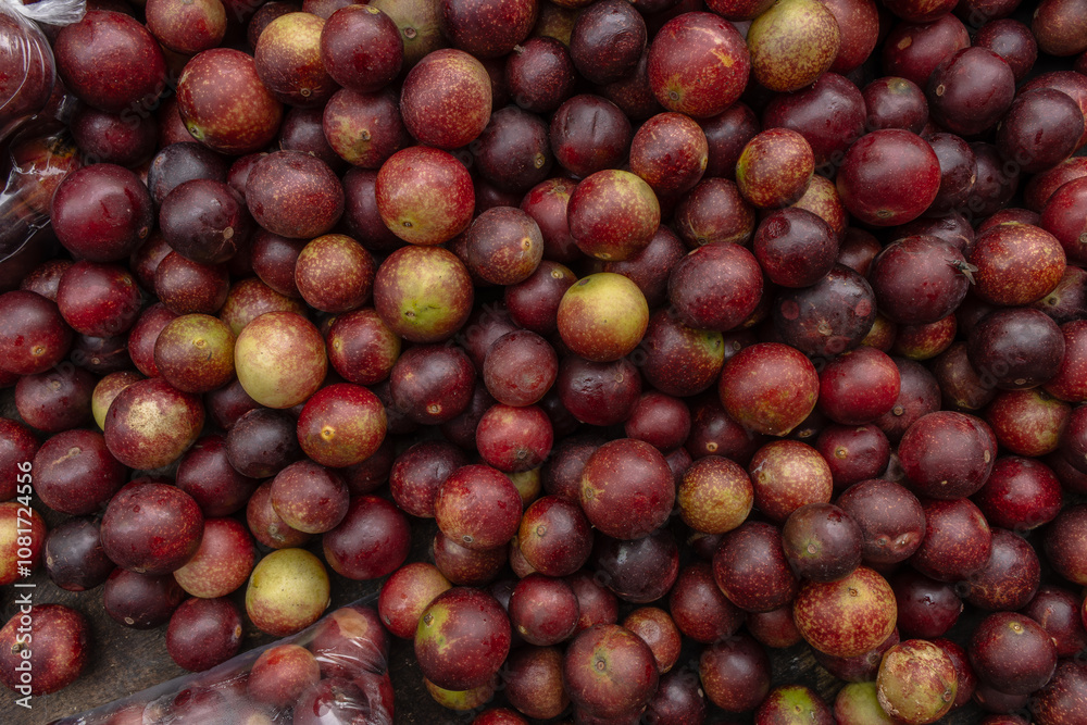 CAMU CAMU, AMAZONIAN FRUIT THAT GROWS ON THE BANKS OF RIVERS, DELICIOUS RED FRUIT KNOWN AS CAMU CAMU, DELICIOUS IN ICE CREAMS AND DESSERTS CAMU CAMU, AMAZONIAN FRUIT THAT GROWS ON THE BANKS OF RIVERS, DELICIOUS RED FRUIT KNOWN AS CAMU CAMU, DELICIOUS IN ICE CREAMS AND DESSERTS
