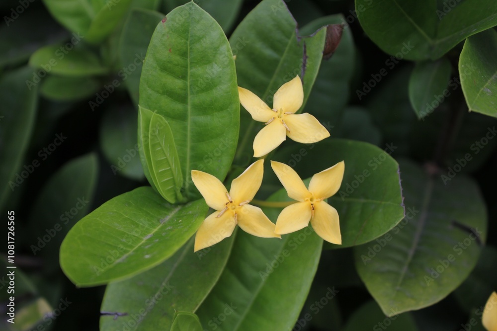 Close-up of Yellow Ixora Coccinea Flower Cluster with Green Leaves Background, Vibrant Tropical Bloom Capturing Nature's Beauty in Detail, Perfect for Gardening, Floral, and Tropical Themes Close-up of Yellow Ixora Coccinea Flower Cluster with Green Leaves Background, Vibrant Tropical Bloom Capturing Nature's Beauty in Detail, Perfect for Gardening, Floral, and Tropical Themes