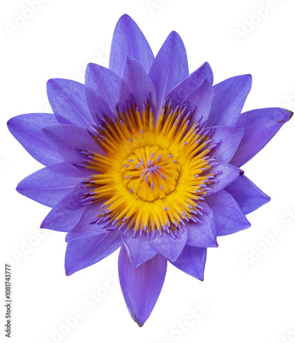 Quadro su tela blue lotus flower or blue water lily isolated on white background