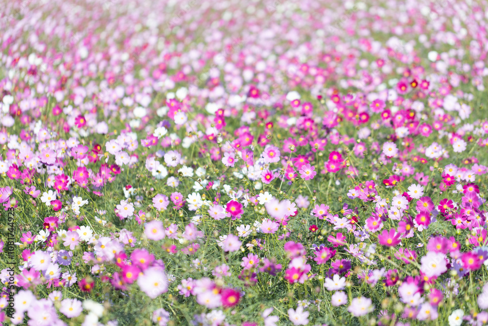 Naklejka premium 一面に咲き誇るコスモス畑