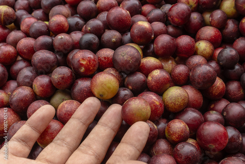 CAMU CAMU, AMAZONIAN FRUIT THAT GROWS ON THE BANKS OF RIVERS, DELICIOUS RED FRUIT KNOWN AS CAMU CAMU, DELICIOUS IN ICE CREAMS AND DESSERTS