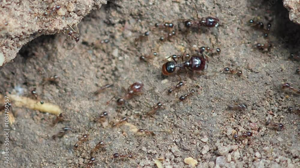 Food-carrying ants