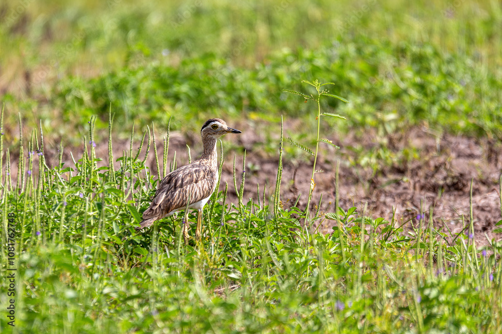 Double-striped thick-knee (Hesperoburhinus bistriatus), Liberia, Wildlife and birdwatching in Costa Rica. Double-striped thick-knee (Hesperoburhinus bistriatus), Liberia, Wildlife and birdwatching in Costa Rica.
