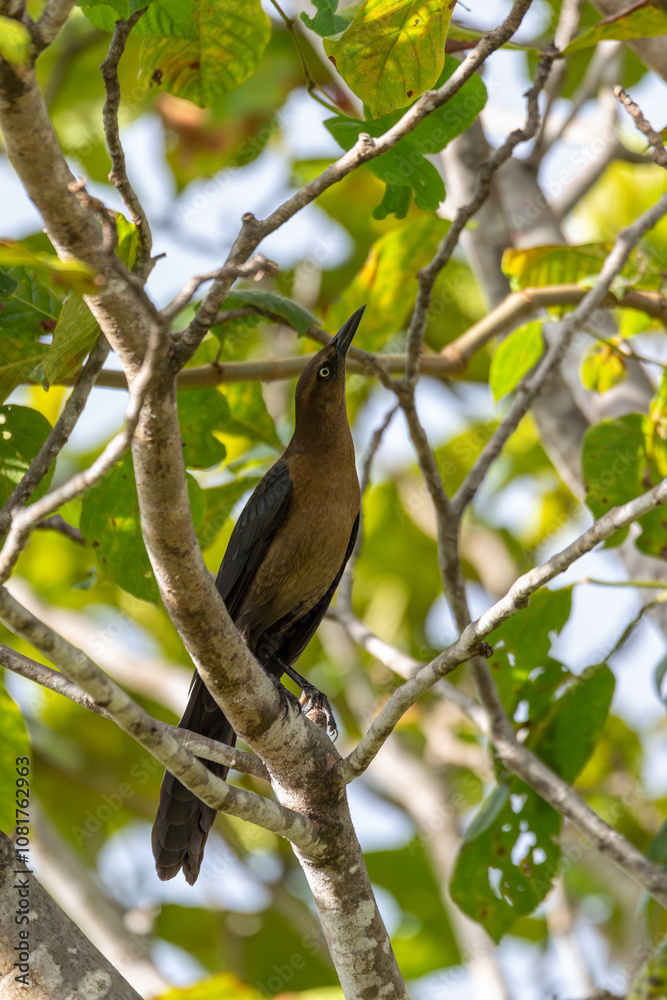 Great-tailed grackle or Mexican grackle (Quiscalus mexicanus). Liberia, Wildlife and birdwatching in Costa Rica. Great-tailed grackle or Mexican grackle (Quiscalus mexicanus). Liberia, Wildlife and birdwatching in Costa Rica.