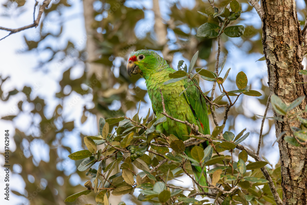 Red-lored amazon or red-lored parrot, Curubande, Costa Rica Red-lored amazon or red-lored parrot, Curubande, Costa Rica
