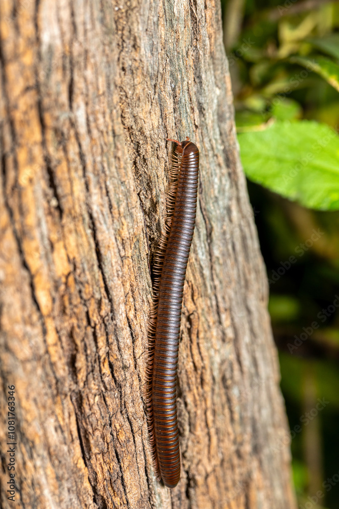 Spirobolida millipede. Liberia, Costa Rica Wildlife. Spirobolida millipede. Liberia, Costa Rica Wildlife.
