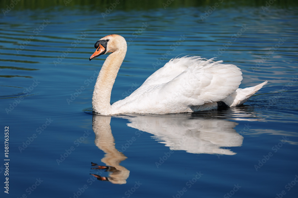 Mute swan, Cygnus, single bird on water. Czech Republic Europe wildlife. Mute swan, Cygnus, single bird on water. Czech Republic Europe wildlife.