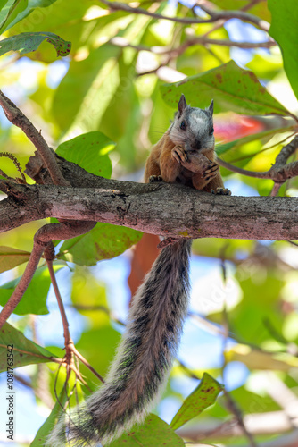 Variegated squirrel, Sciurus variegatoides. Playa Del Coco. Costa Rica wildlife. photo