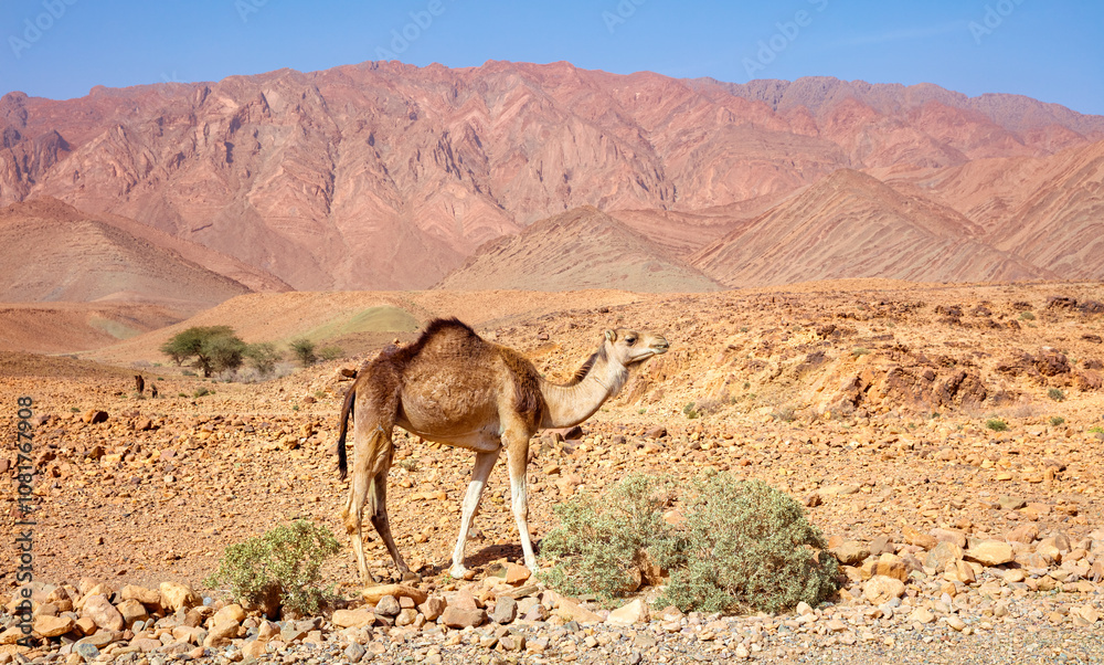 baby camel in arid landscape, Morocco baby camel in arid landscape, Morocco