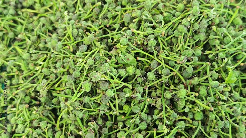 Broussonetia kurzii Broussonetia kurzii