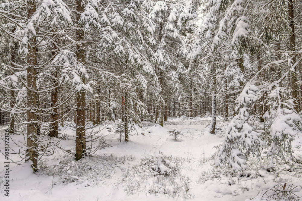 Snow and frost in a spruce forest a cold winter day Snow and frost in a spruce forest a cold winter day