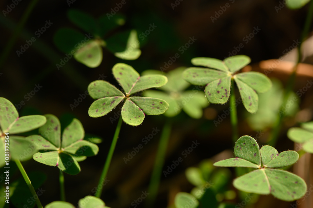 Lush green clovers thrive under sunlight in a serene natural setting during early springtime Lush green clovers thrive under sunlight in a serene natural setting during early springtime