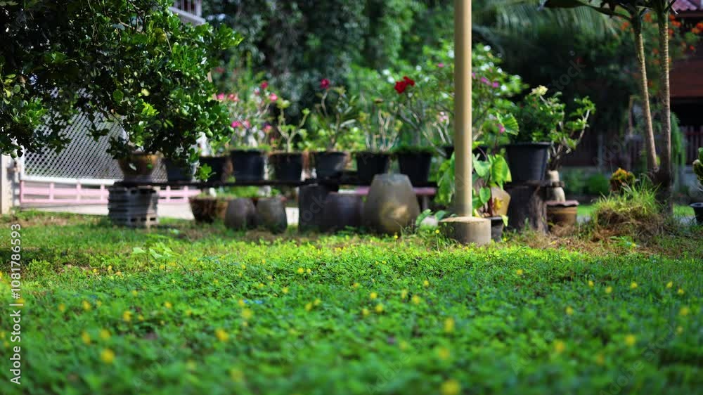 Green Brazil nut grass grows densely to cover the ground. Brazil nuts are suitable for planting as lawn replacements. Green Brazil nut grass grows densely to cover the ground. Brazil nuts are suitable for planting as lawn replacements.
